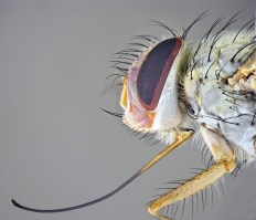 Prosena.JOS812.2K_headsm