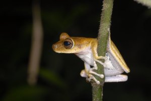 A tree frog at Jatun Sacha (see, I like vertebrates too)