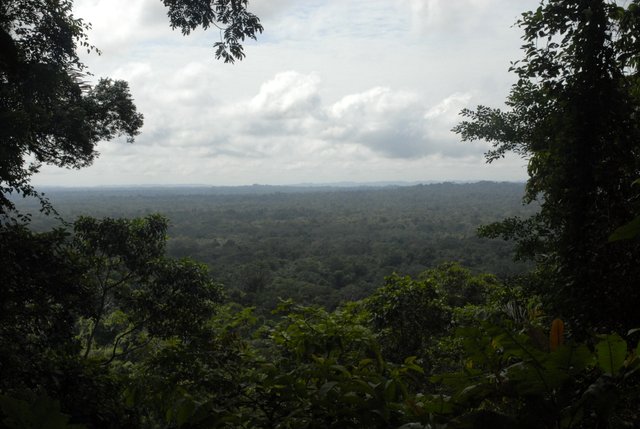 Endless forest seen from the Mirador trail at Shiripuno