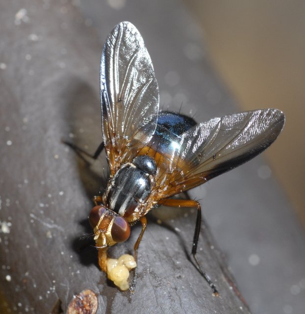Mesembrinella (Calliphoridae sensu lato) on rotting banana