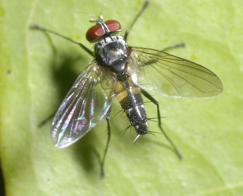 One of the few tachinid shots I took (probably a blondeliine. Phyllophilopsis??)