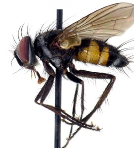 Erythromelana cryptica Inclan, one of the new species described in this study 