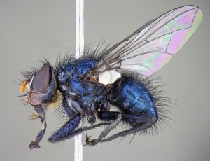 unknownParerigoniiniAUS064