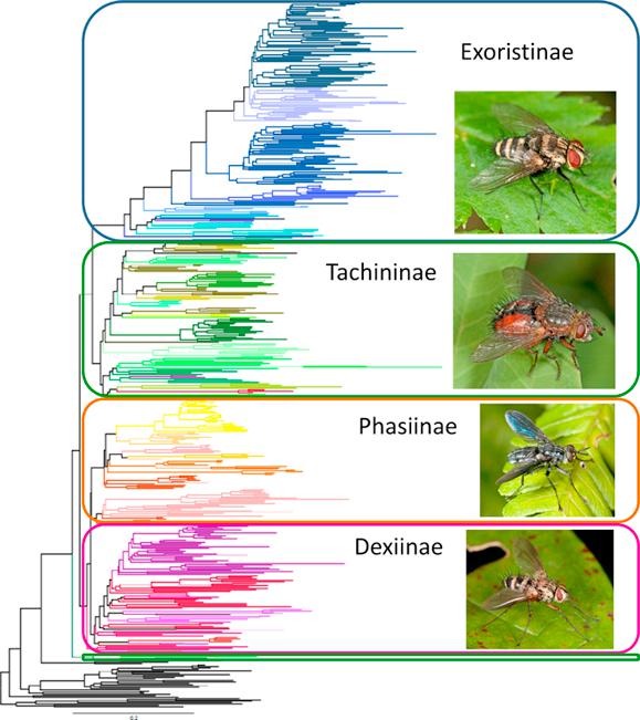 PhylogenyofTachinidaegraphabstr